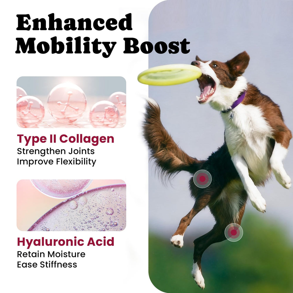 BuddyCheer 180 chews per bottle signals long-term joint support.