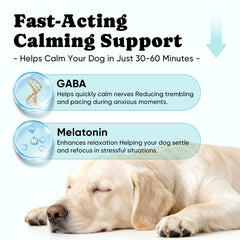 Perro relajado tras usar BuddyCheer para momentos de estrés.