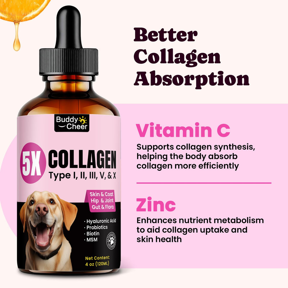 BuddyCheer collagen digestive balance with probiotics—gentle on sensitive stomachs