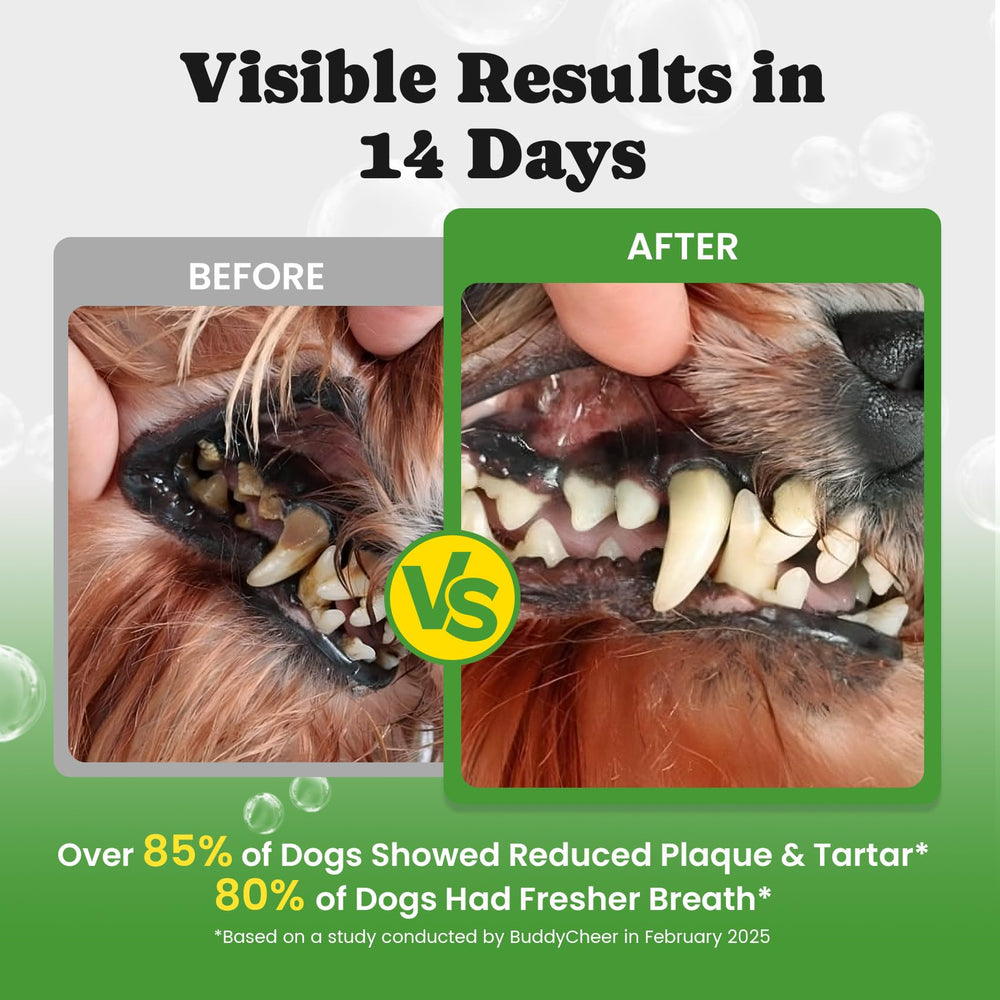 BuddyCheer dental powder enzyme formula closeup for thorough cleaning and tartar reduction