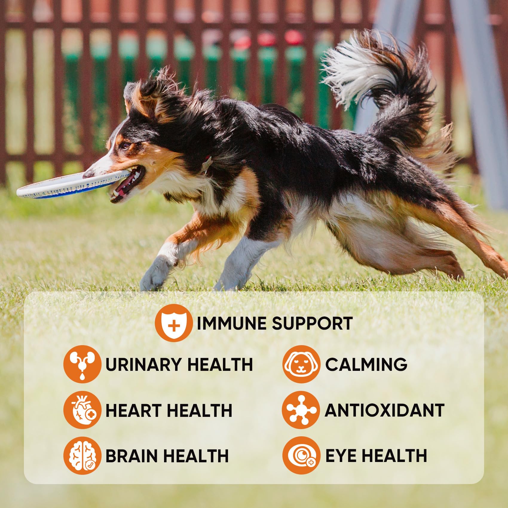 BuddyCheer digestive enzymes chews closeup shows easy dosing and gentle digestive support.