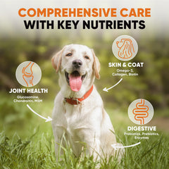 BuddyCheer gut health probiotics image highlights multi-strain probiotics and enzymes aiding digestion.
