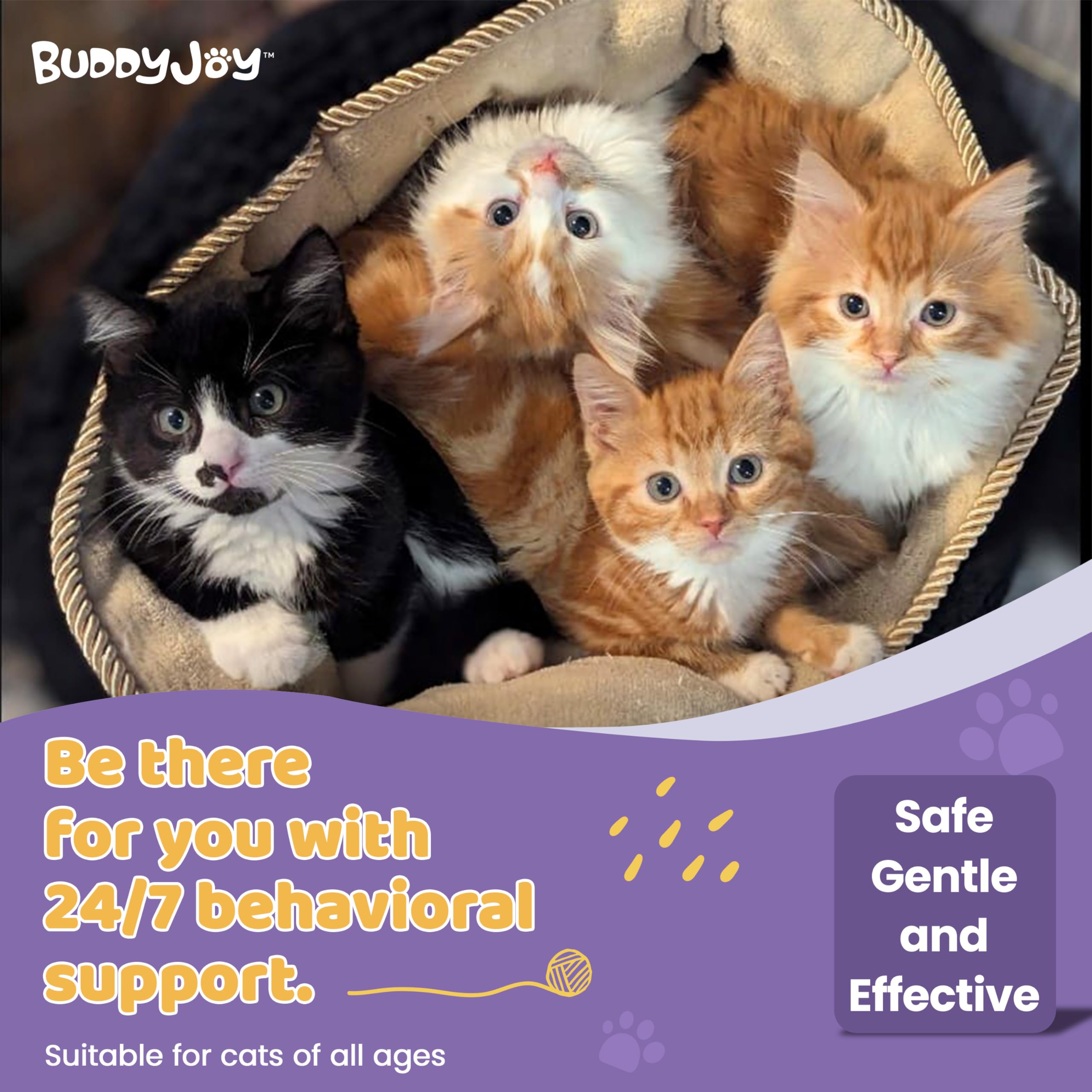 BUDDYJOY cat resting peacefully after diffusion highlights potential anxiety relief.