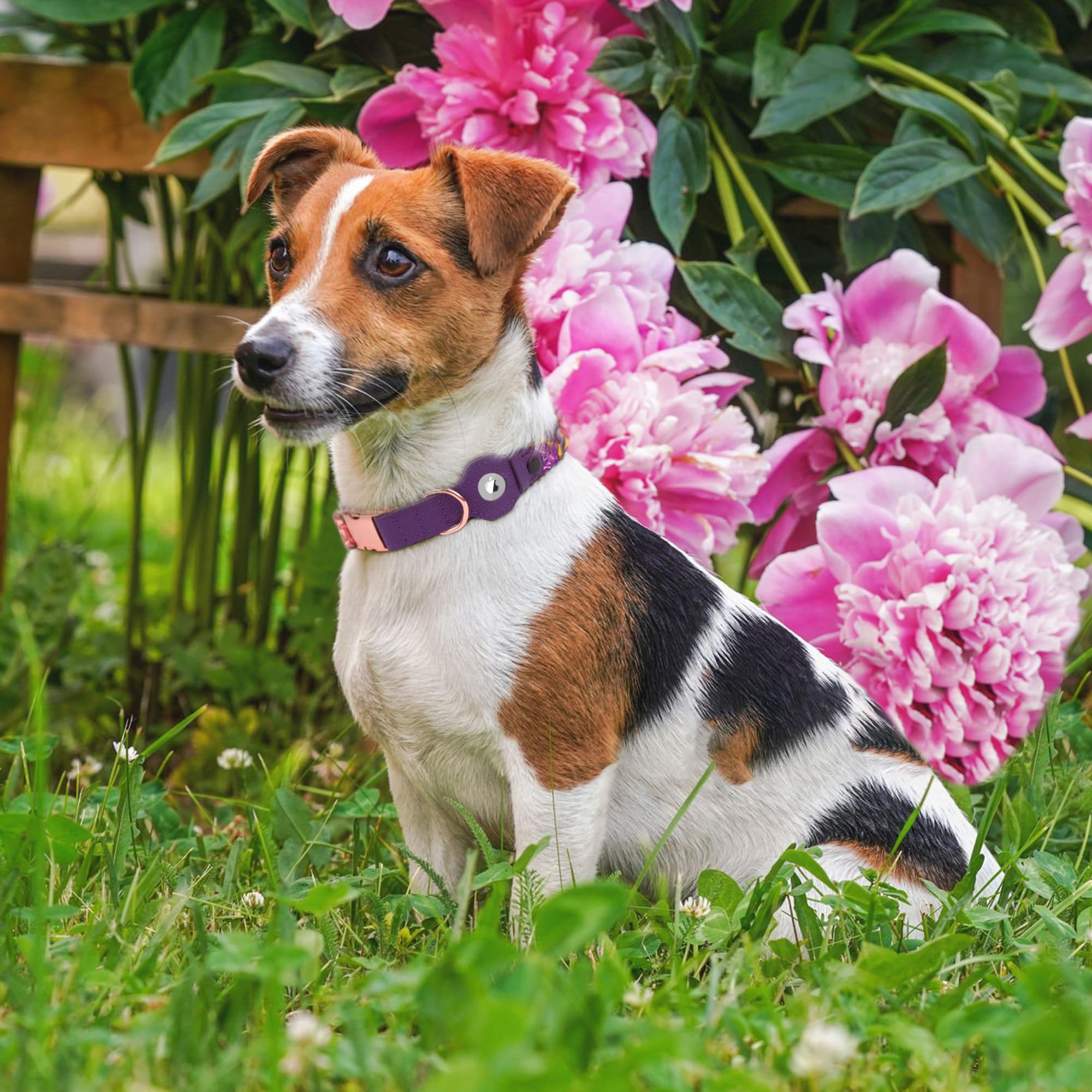 BUDKAS AirTag dog collar AirTag pocket demonstrates seamless Find My compatibility.