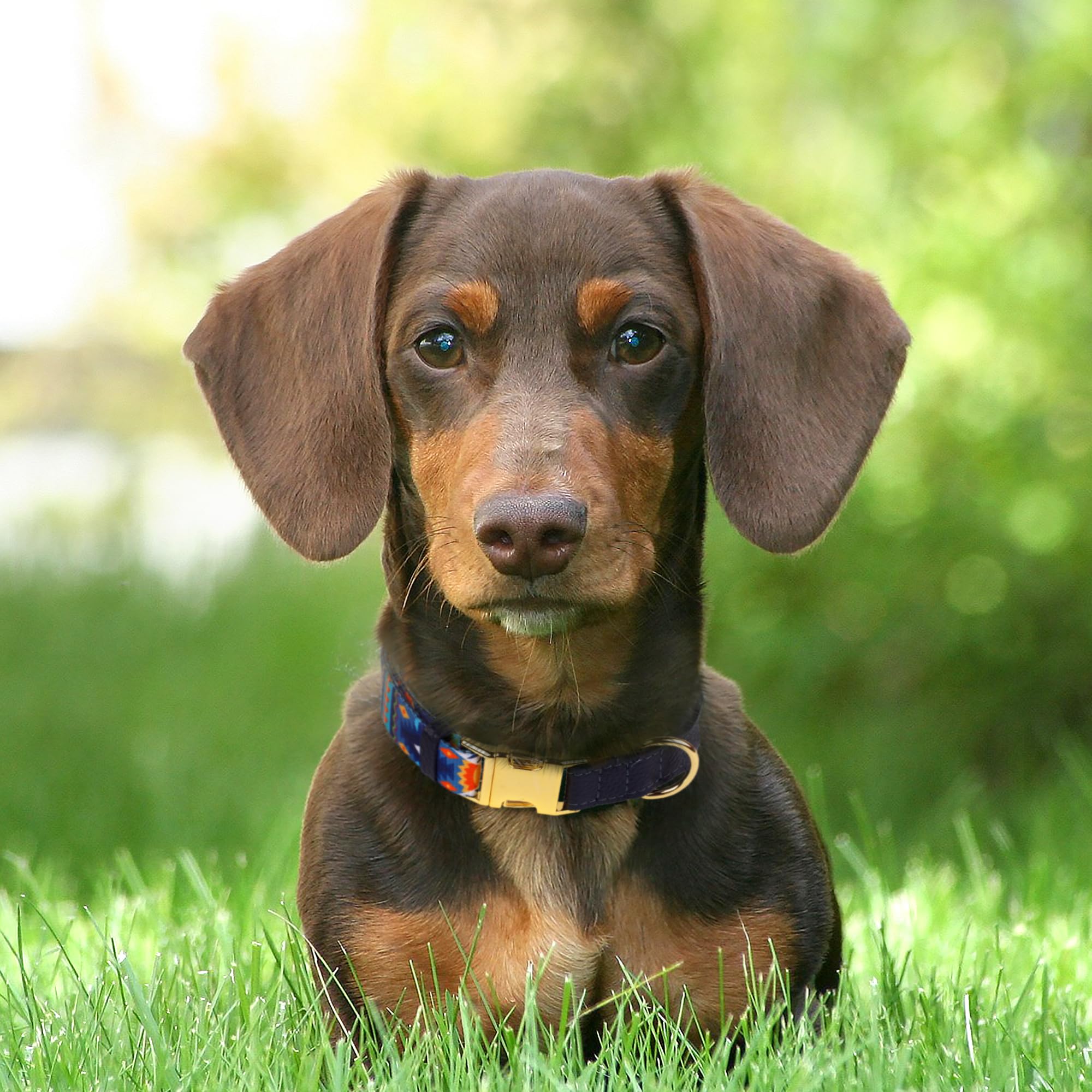 Budkas AirTag dog collar floral pattern combines elegance with AirTag compatibility