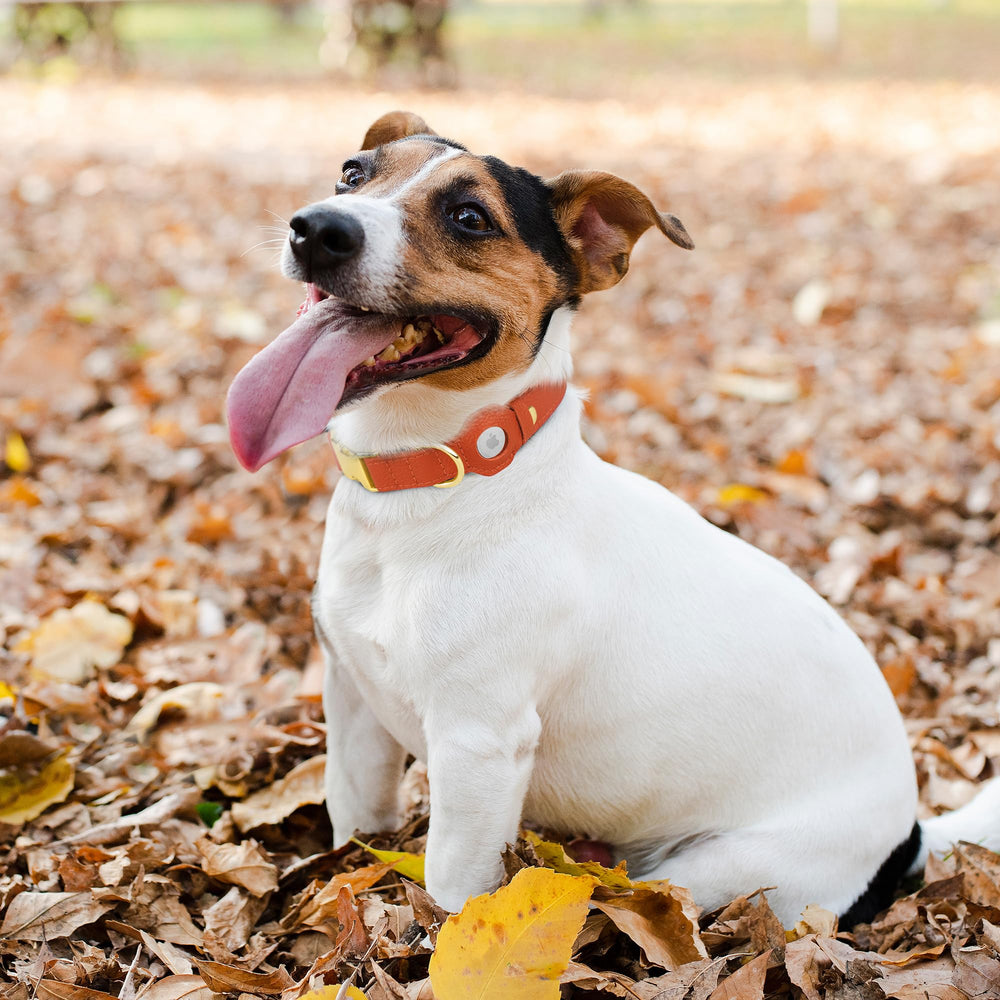 BUDKAS green leather collar combines style with AirTag safety