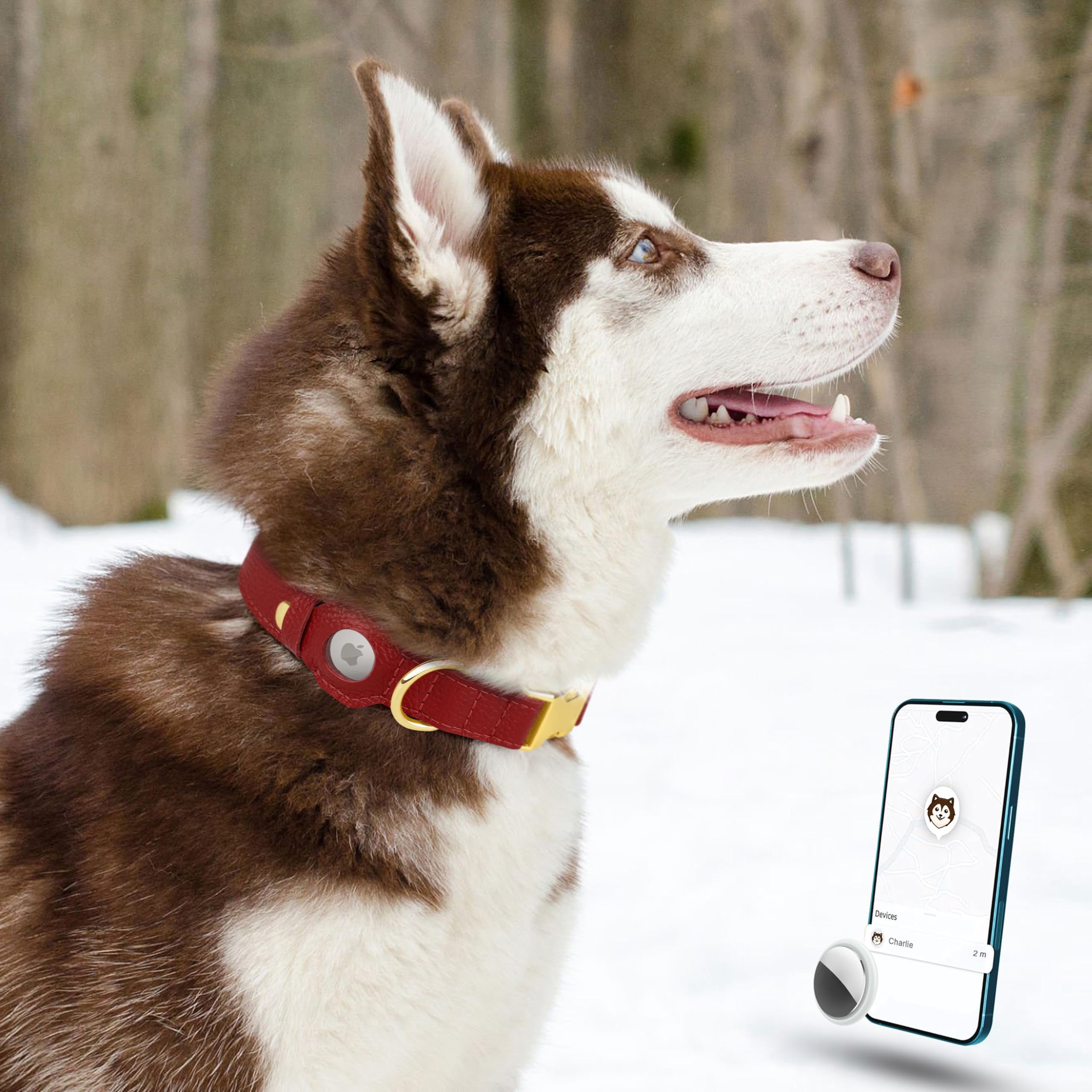 BUDKAS purple collar combines fashion with location tracking for active dogs.