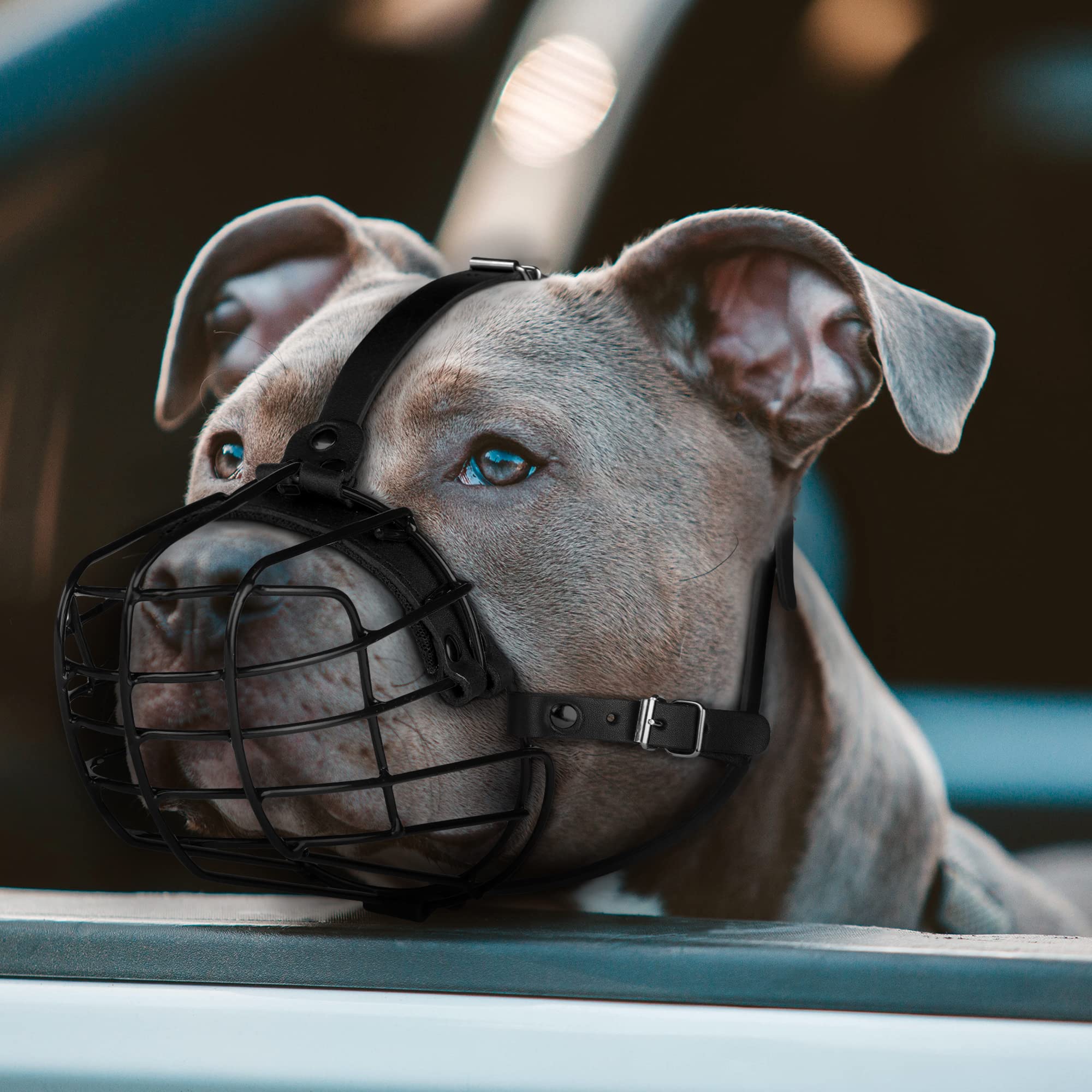 BUDKAS Pitbull Muzzle dark brown strap color choice