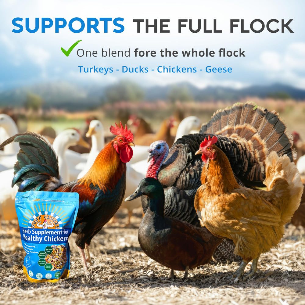 Buff Clucks full flock image demonstrates broad-use benefits across poultry.