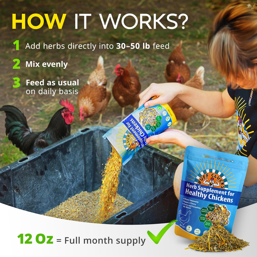 Buff Clucks nesting box snack scene emphasizes coop cleanliness and nutrition.
