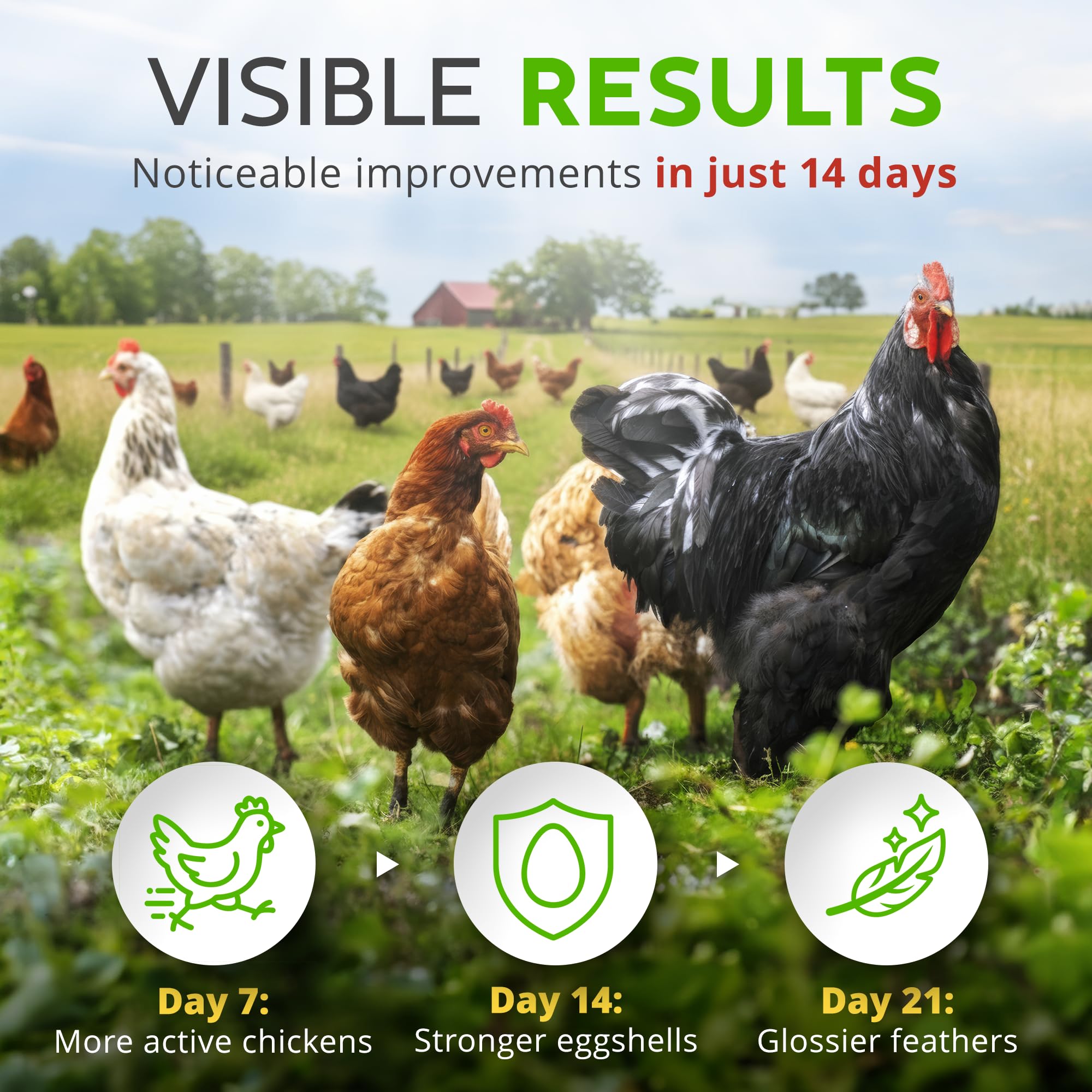 Buff Clucks USA handcrafted logo showcases domestically produced herbal supplement quality.