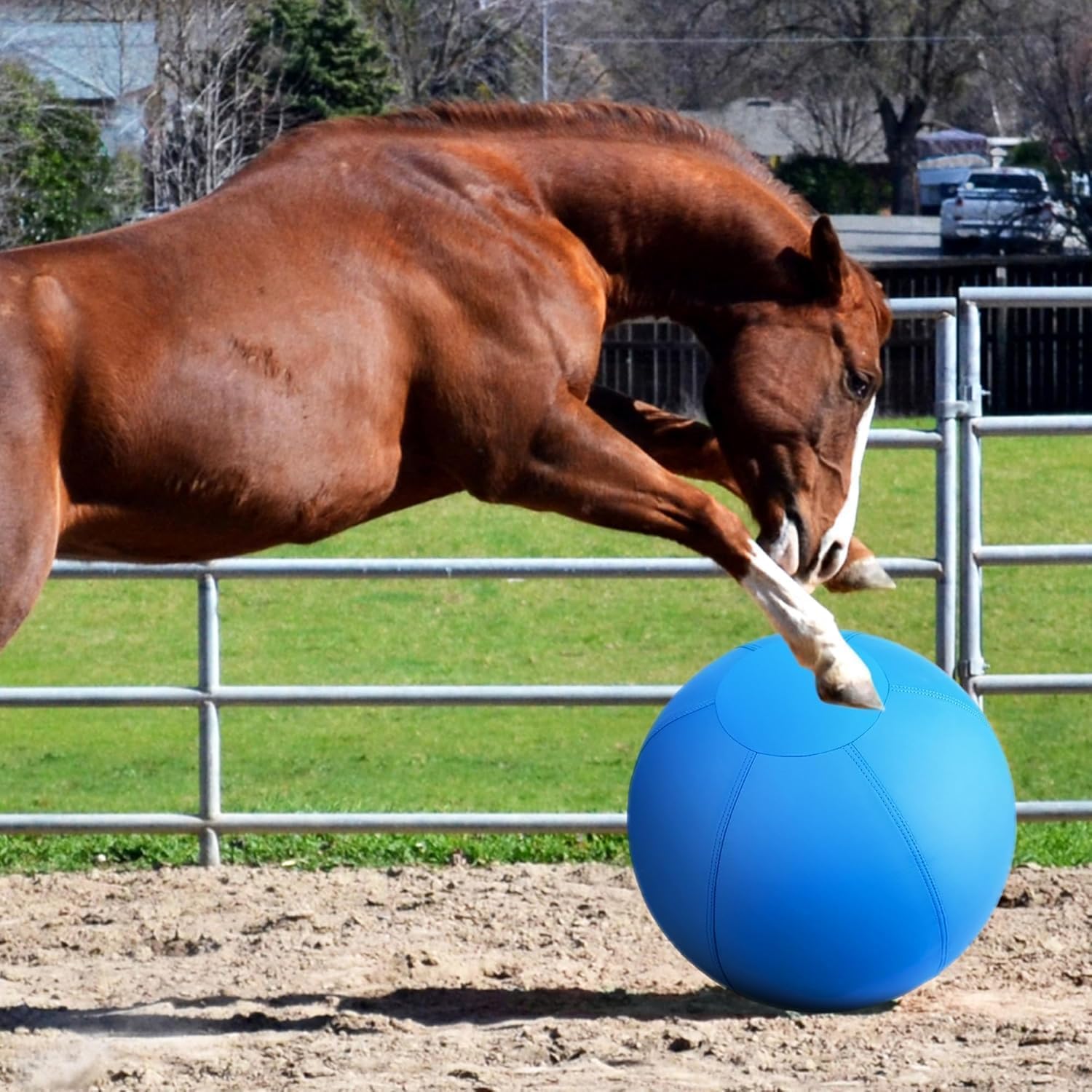 BUGARORE available sizes show 18-inch and 26-inch designs for dogs and horses.