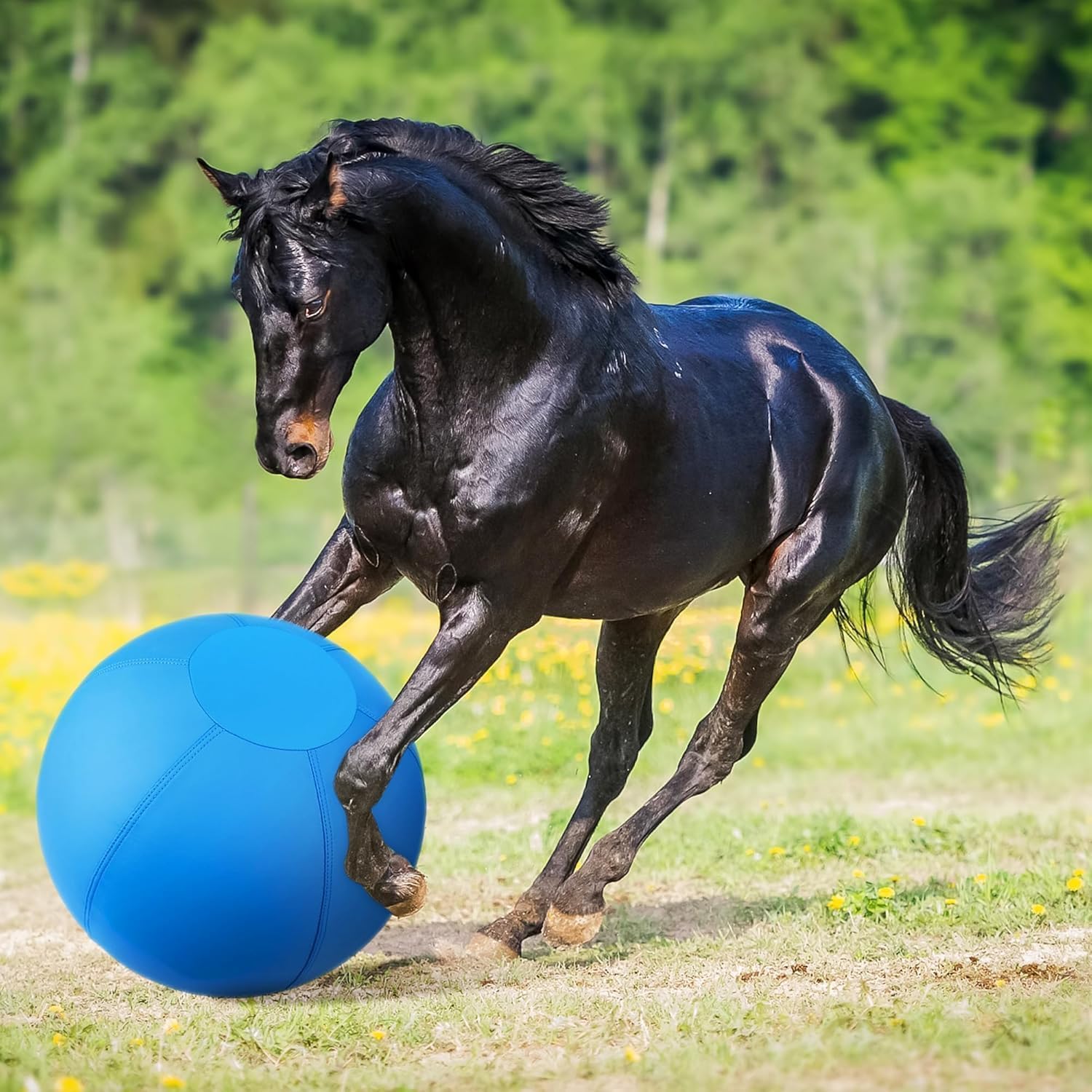 BUGARORE ball in action with Australian Shepherd demonstrates natural herding and agility use.