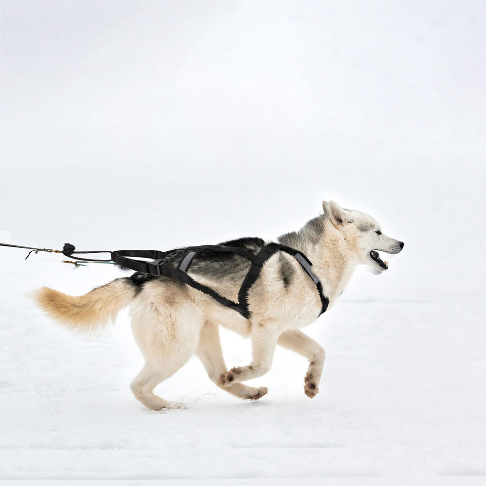 BuleVina dog pulling harness L in action during nordic sled pulls.
