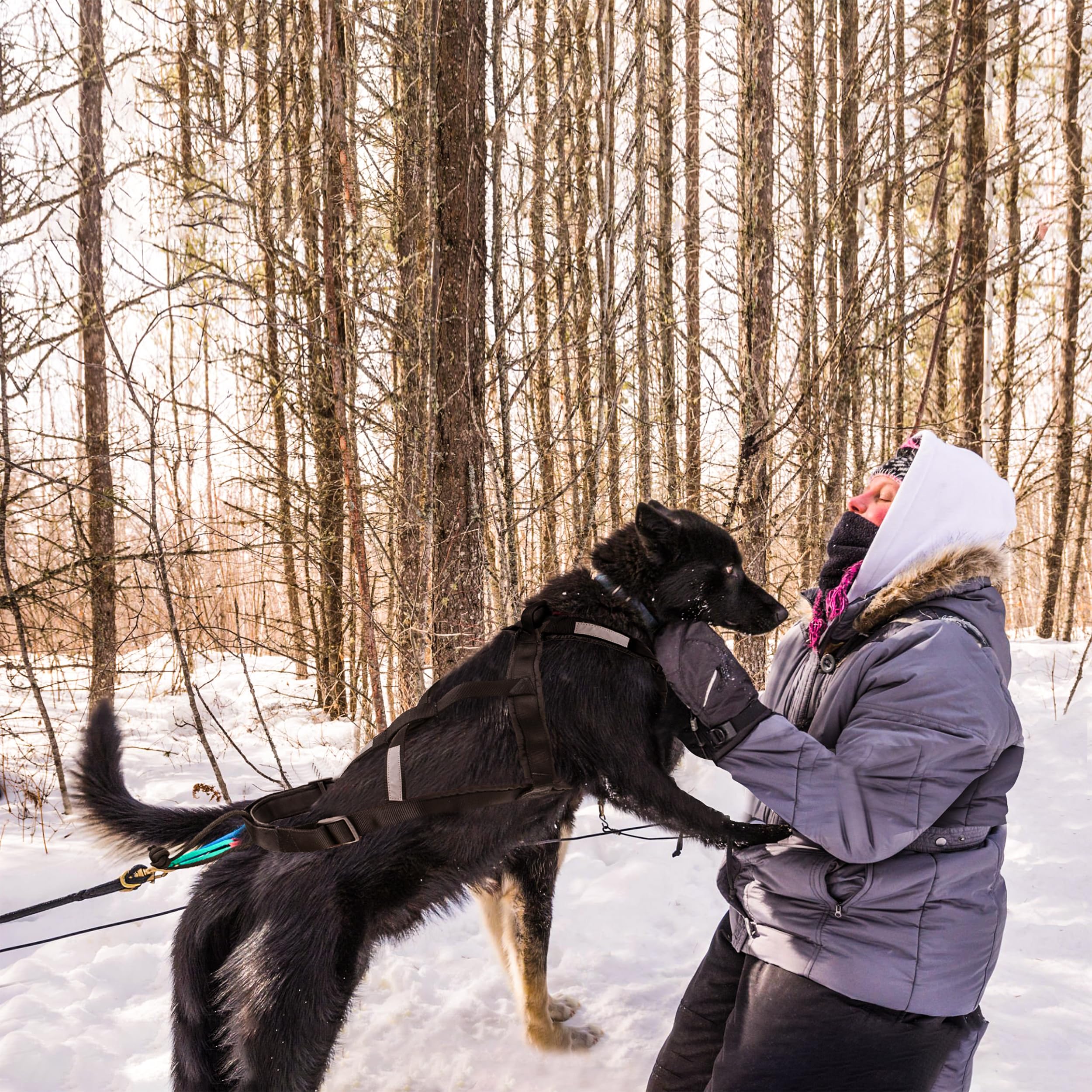 BuleVina dog pulling harness L ribcage padding distributes pressure evenly.