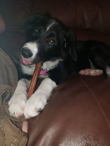 Bully Bunches 6-inch chew promotes safe engaging playtime for puppies
