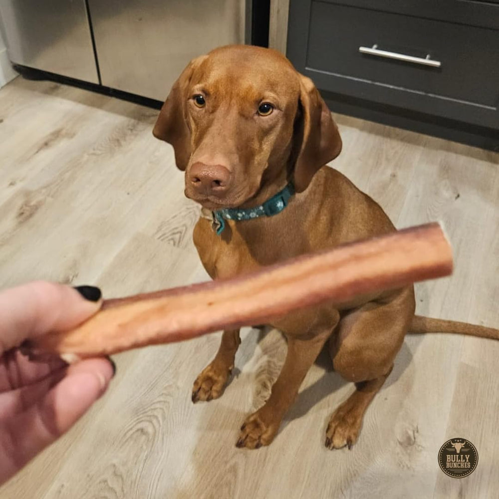 Bully Bunches dog enjoys chew—big, sturdy stick for enduring entertainment.