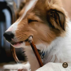 Bully Bunches 6-inch odor-free bully stick, rawhide-free chew that keeps dogs engaged.