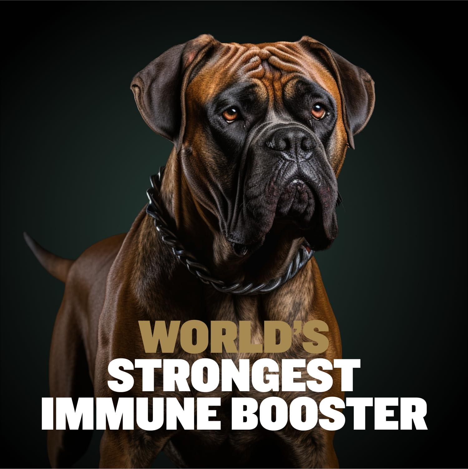 Bully Max astaxanthin antioxidant image highlights powerful protection for cells and joint comfort.