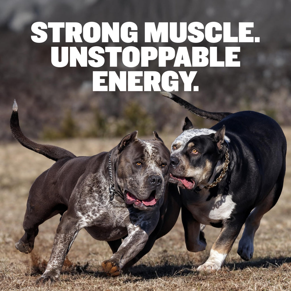 Bully Max beef kibble closeup highlights high protein 30/20 formula for active dogs.