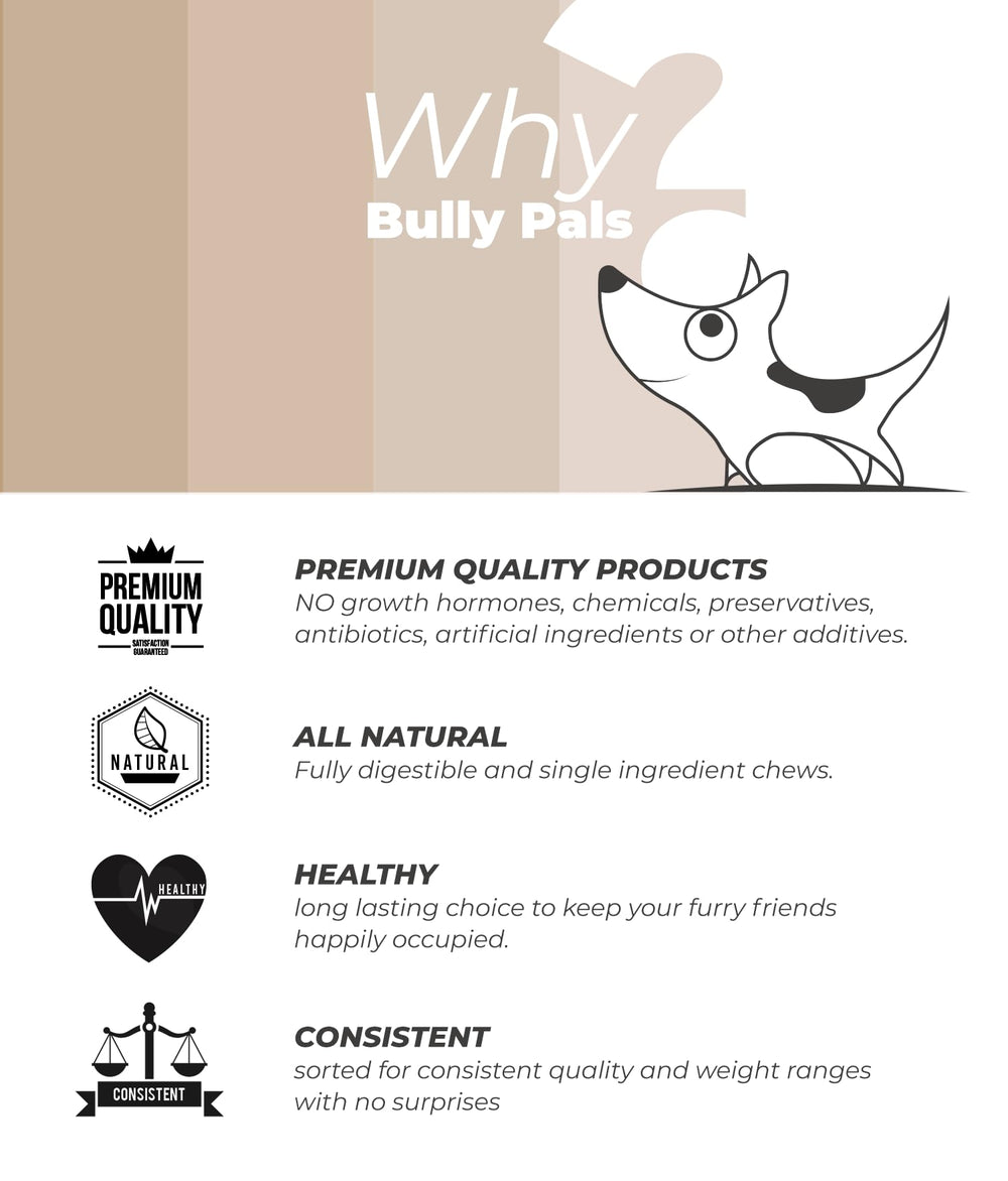 BULLY PALS hand-sorted 12-inch sticks demonstrating consistency.