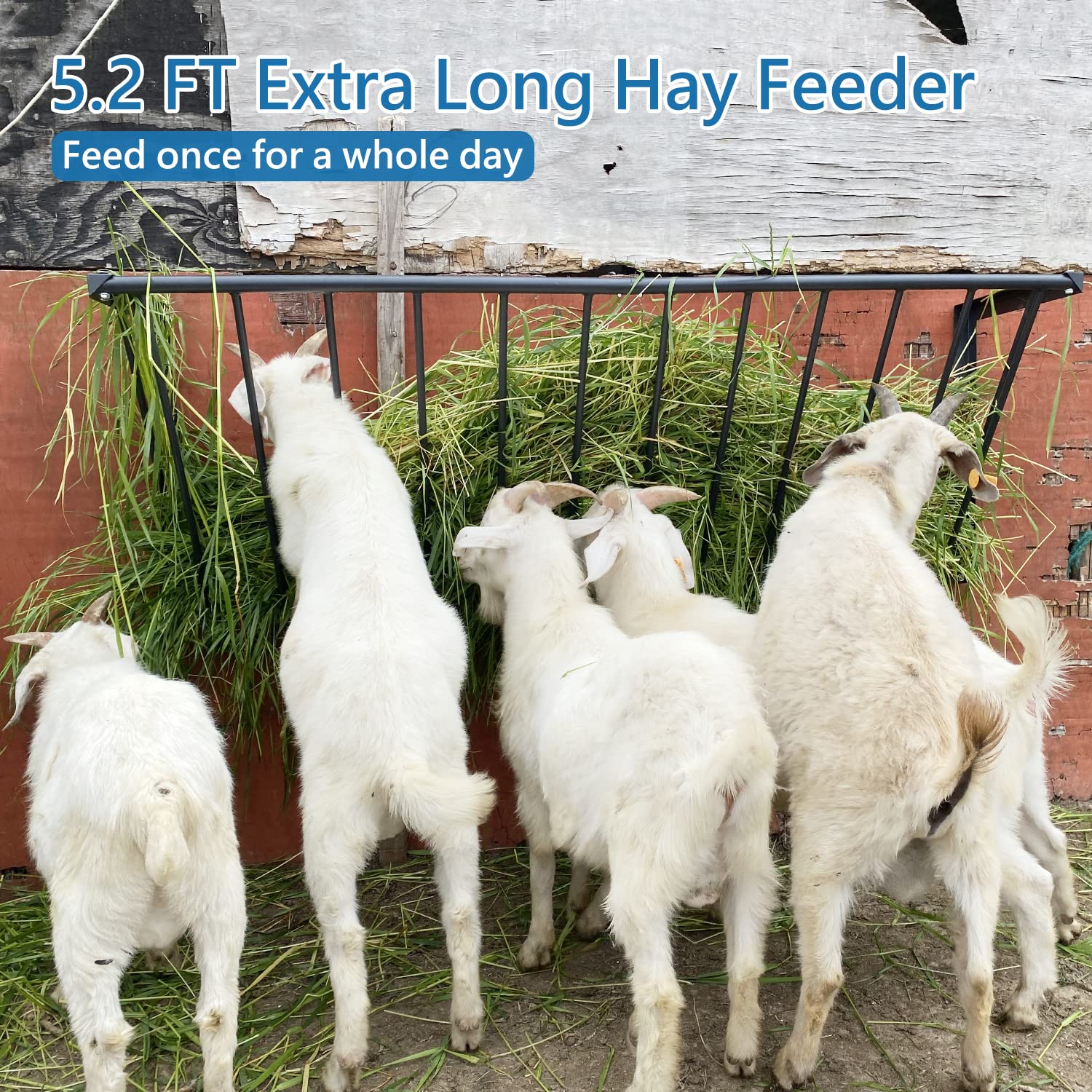 BUYYAH wall-mounted hay rack keeps feeding off the ground to save space.