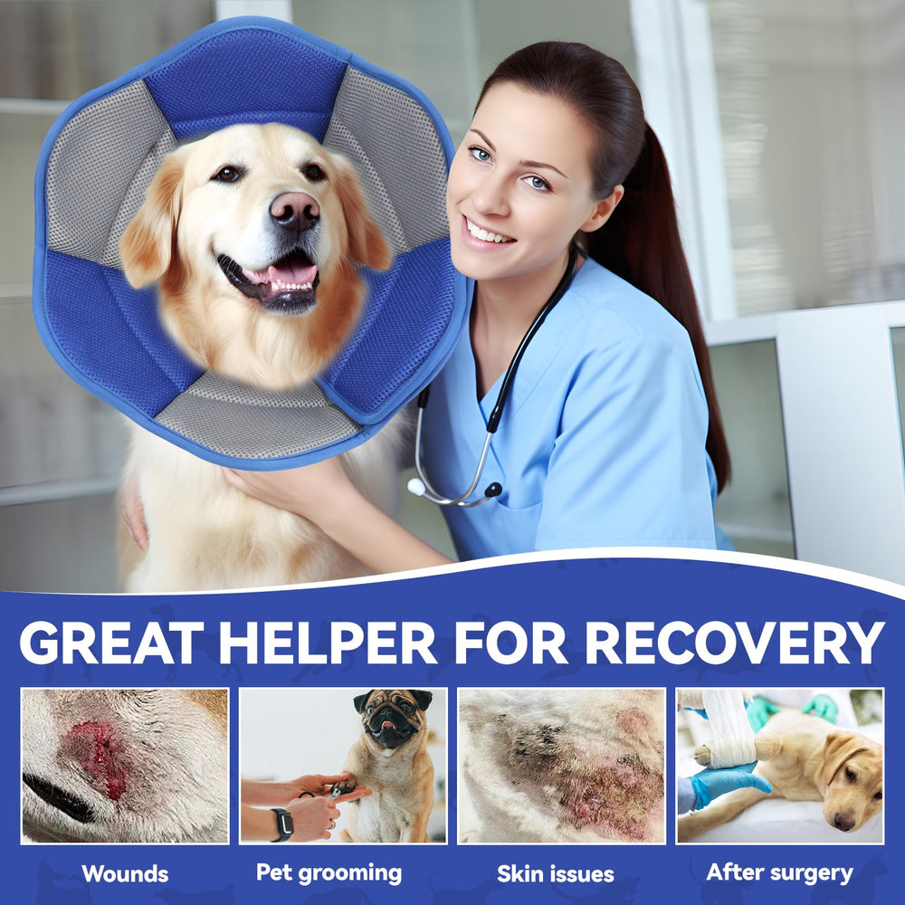 BXPAW Labrador wearing the soft cone during gentle at-home recovery