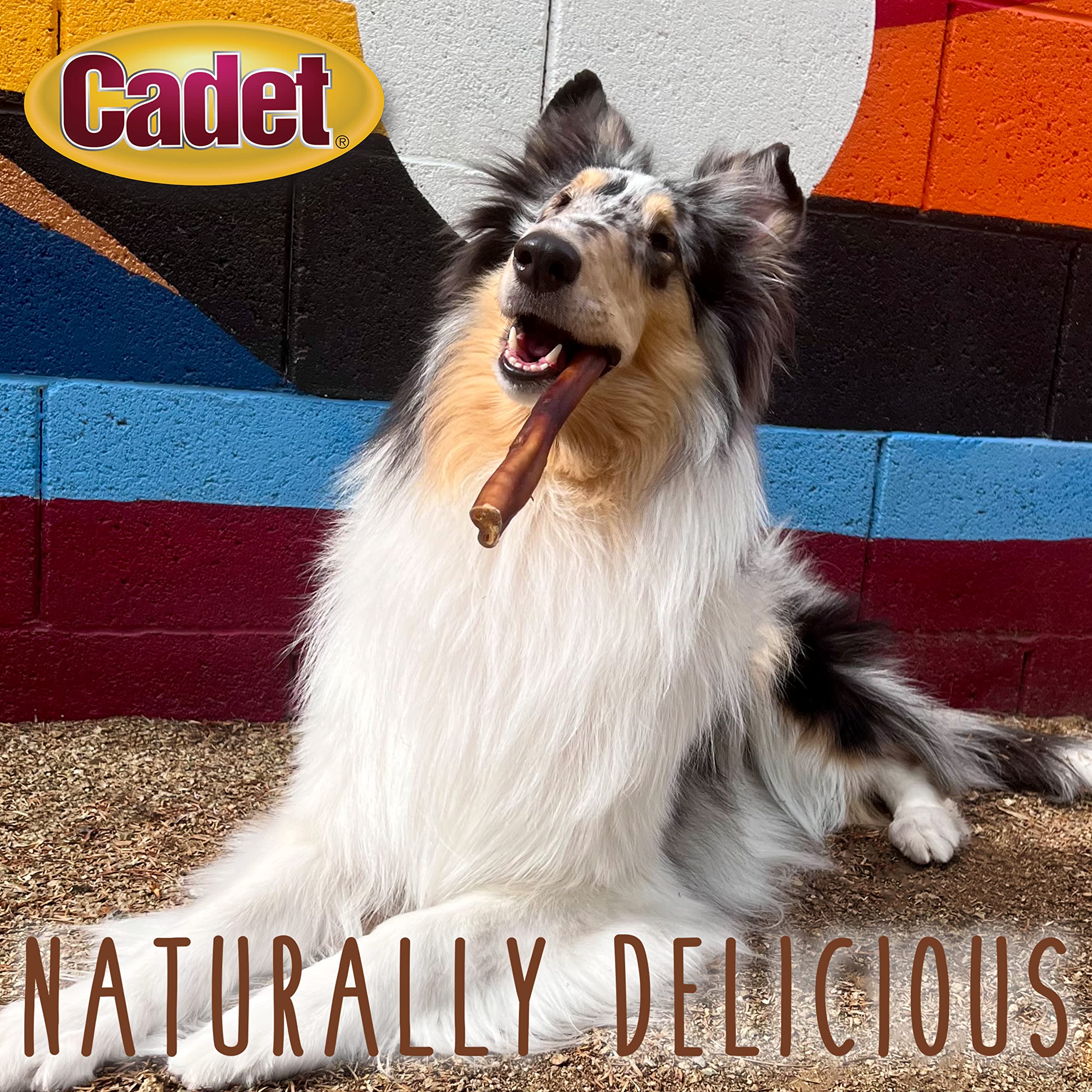 Cadet 100-percent beef pizzle image highlighting protein-rich treat.