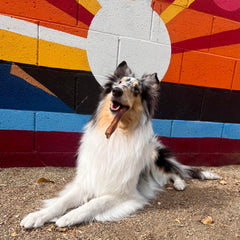 Cadet bully sticks pack of 10 for shareable treats and long engagement