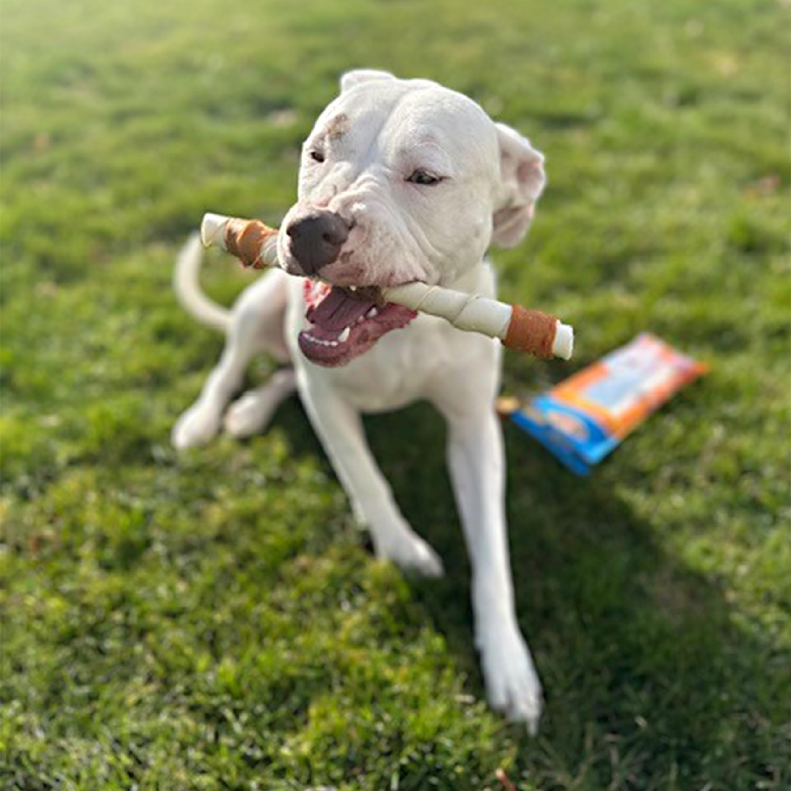 Cadet Gourmet XLarge dog chewing action demonstrates engaging long lasting chew