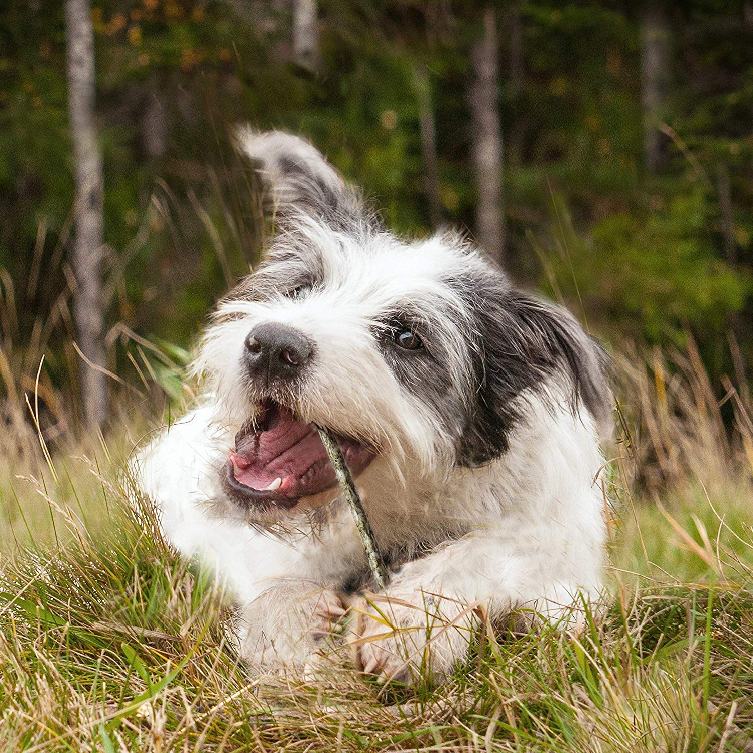 Cadet rawhide peanut butter flavor 5-inch sticks offer tasty engagement for dogs.