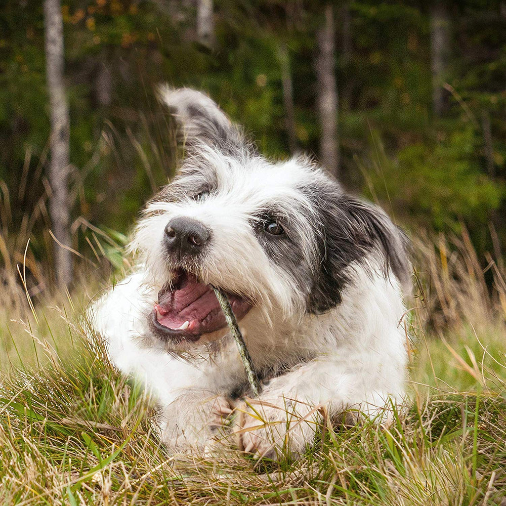 Cadet rawhide peanut butter flavor 5-inch sticks offer tasty engagement for dogs.
