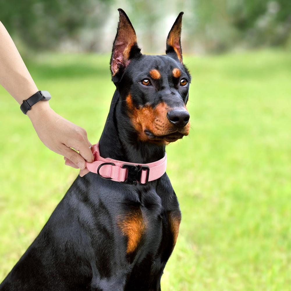 CADONO Collar with separate loop for tags and easy leash attachment.