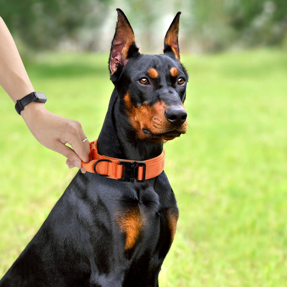 CADONO orange dog wearing collar during outdoor walk demonstrates comfort and visibility.