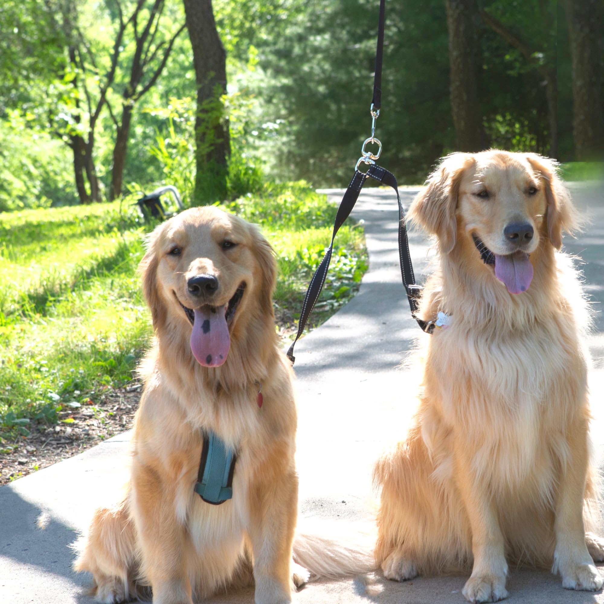 Caldwell's Pet Supply Co. dog-coupler-in-use captures hands-free walking and better control.