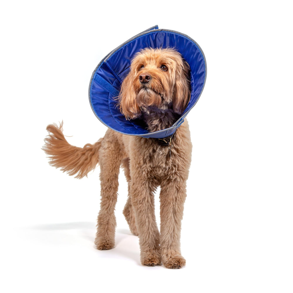 Calm Paws Dog Caring Collar Large worn by a dog to protect injuries during recovery.