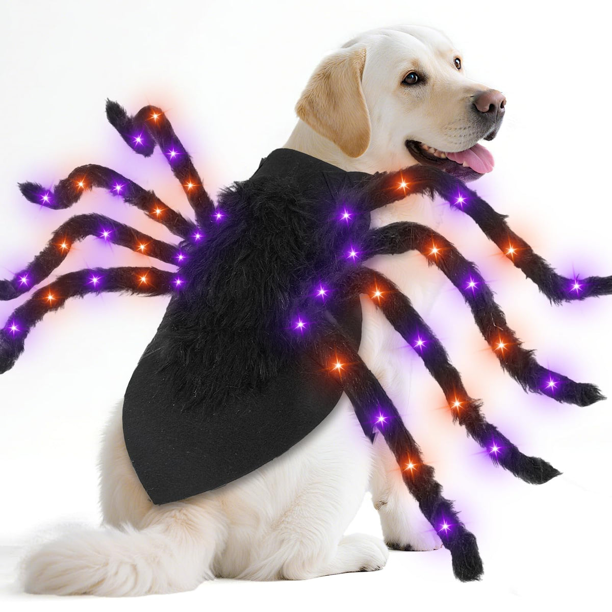 Camlinbo spider dog costume with LED setup for eye-catching Halloween glow