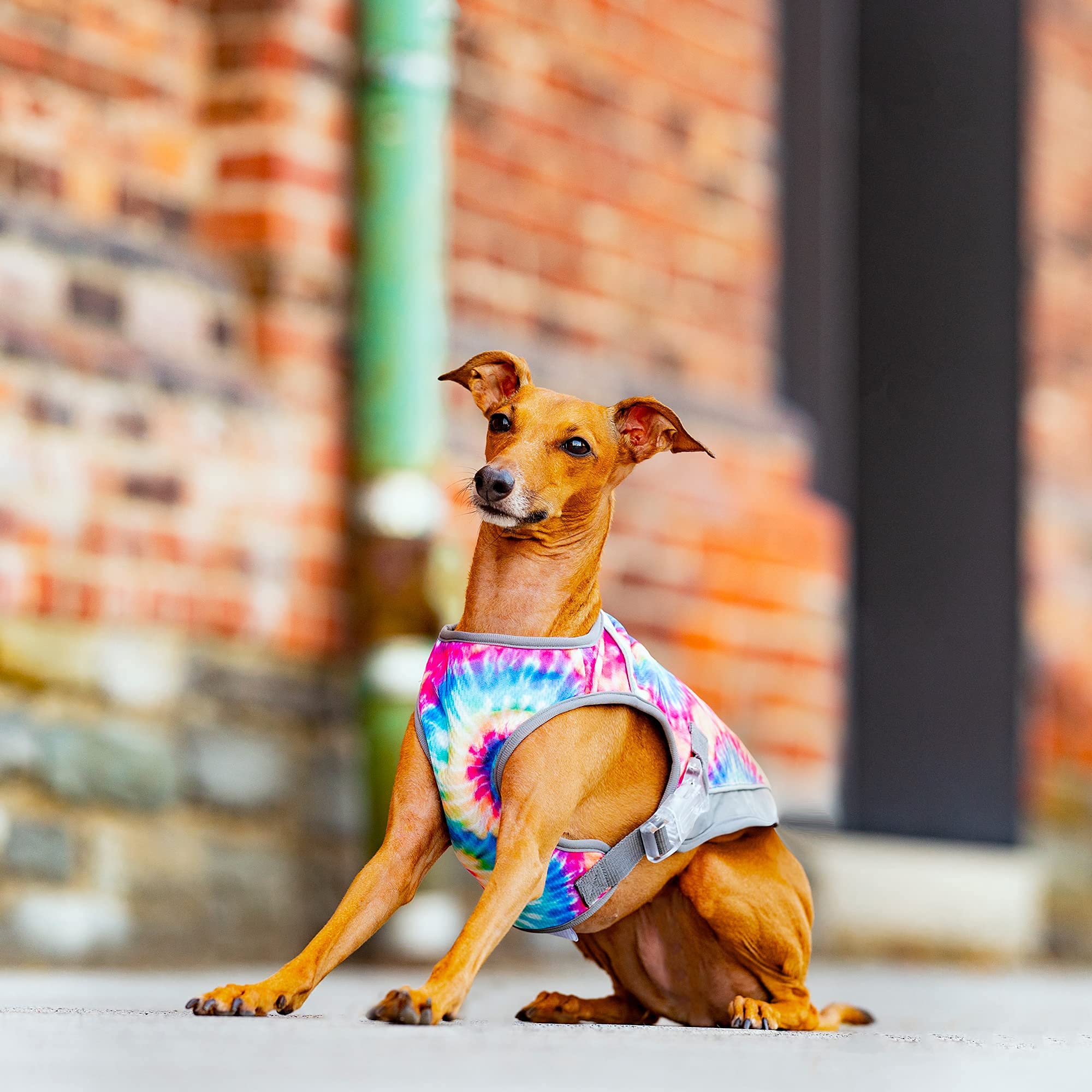 Canada Pooch Chill Seeker adjustable buckle ensures secure, comfortable fit