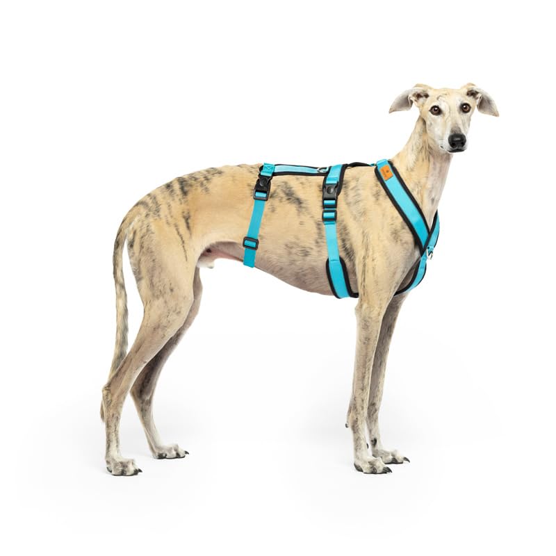 CandyPet 3-Point Escape Harness back view demonstrates secure fit for safe leash control.