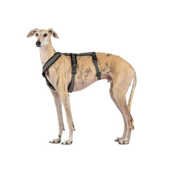 CandyPet Neoprene closeup shows soft breathable interior for all day comfort.