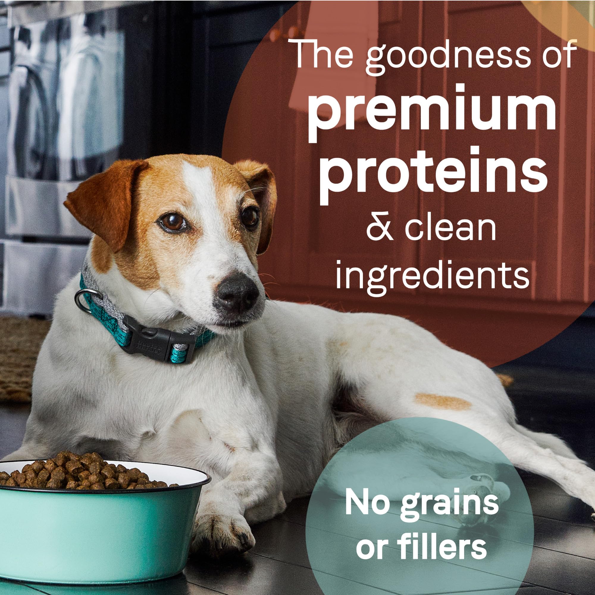 CANIDAE Pure Lamb kibble closeup showcases quality ingredients