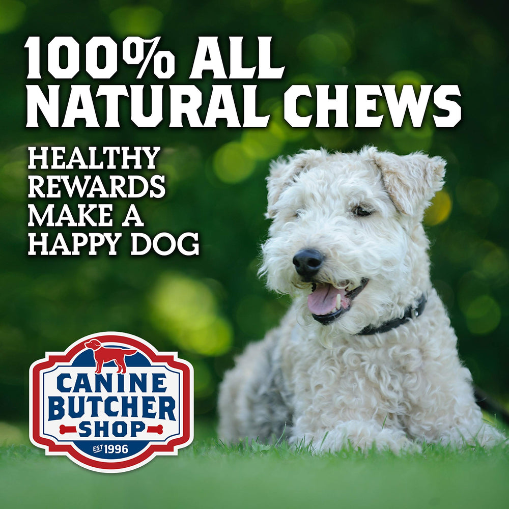 Dog enjoying a bite from Canine Butcher Shop chews, odor-free session