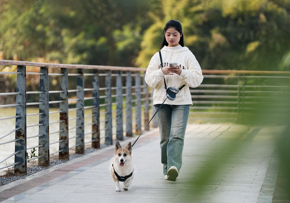 Canine Curation retractable leash is 5 meters long for versatile exploration.