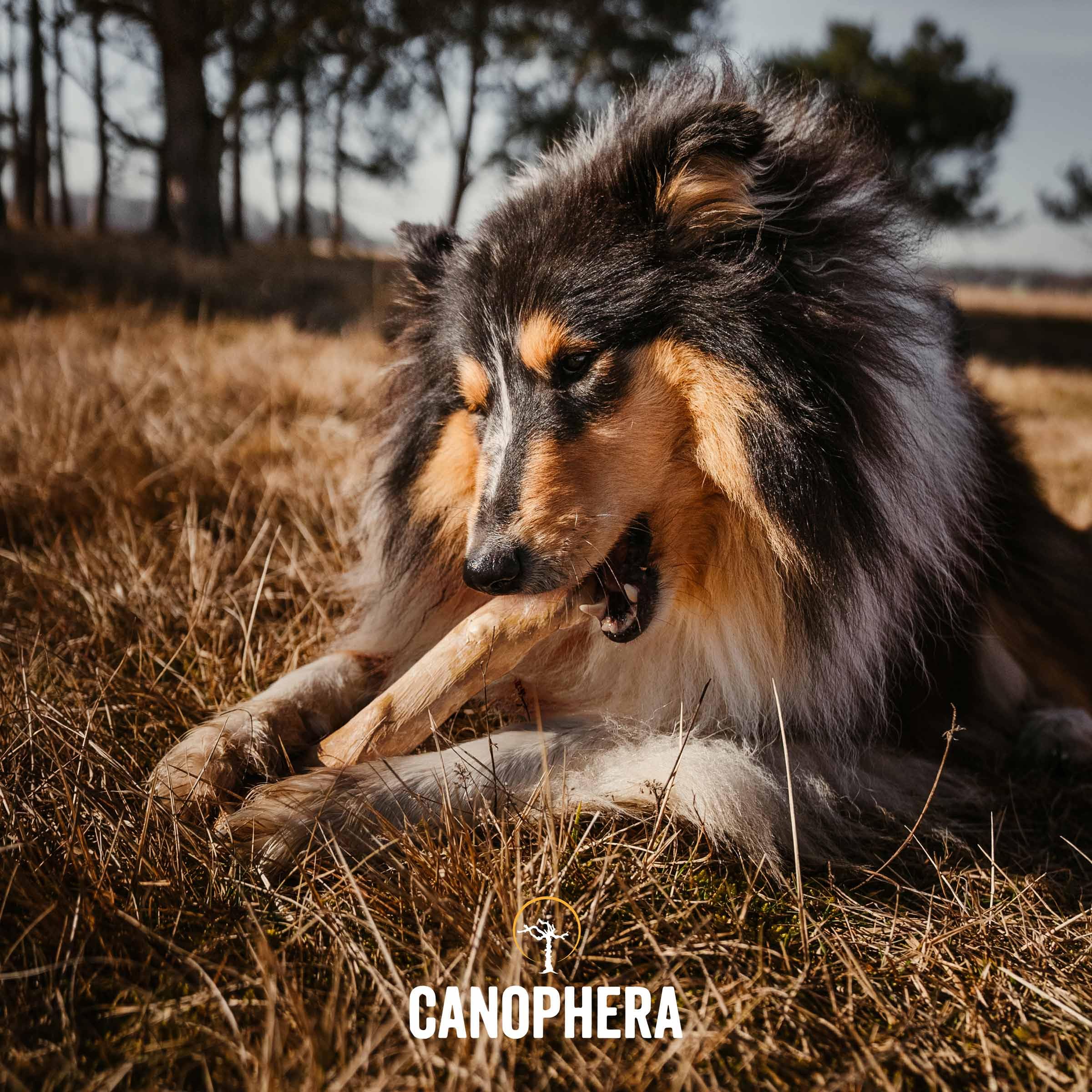 Canophera coffee wood stick in use during chewing for dental health and boredom relief.