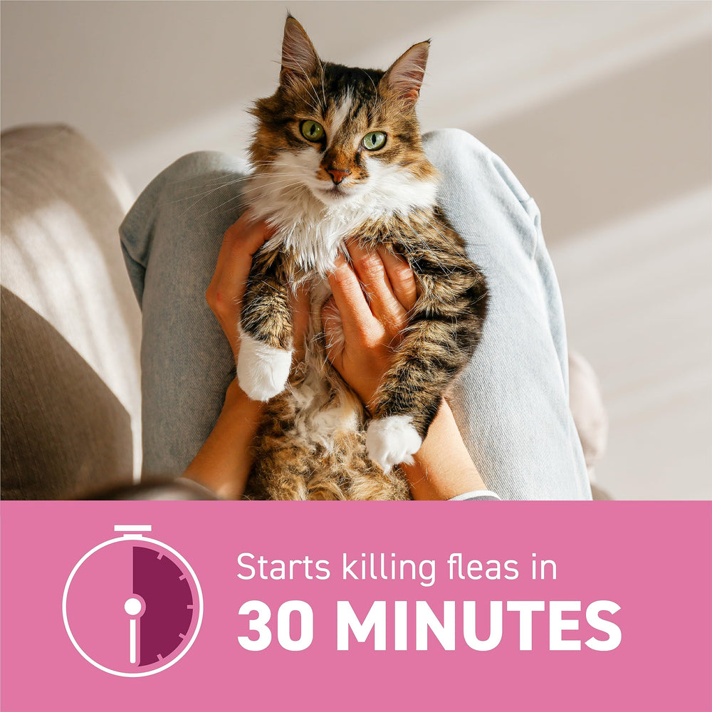 Capstar cat safe with other meds when used as directed