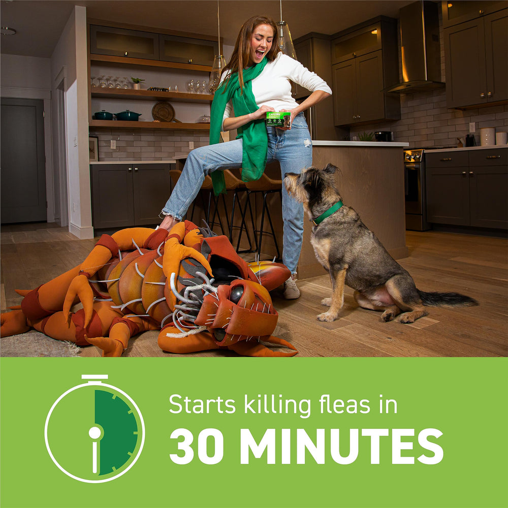 Capstar owner administering tablet to dog for easy flea control at home.
