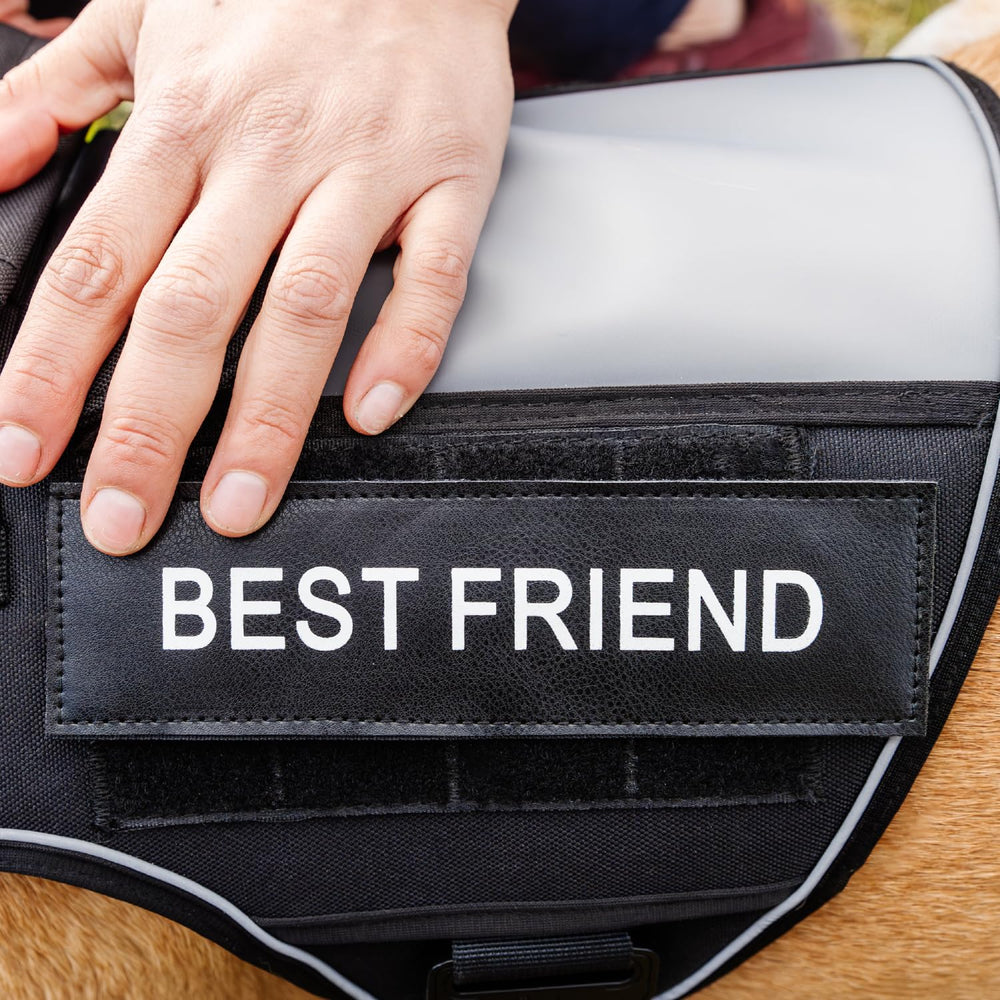 Captain Dog XXL Clear Pocket for Cell Phone on-the-go.