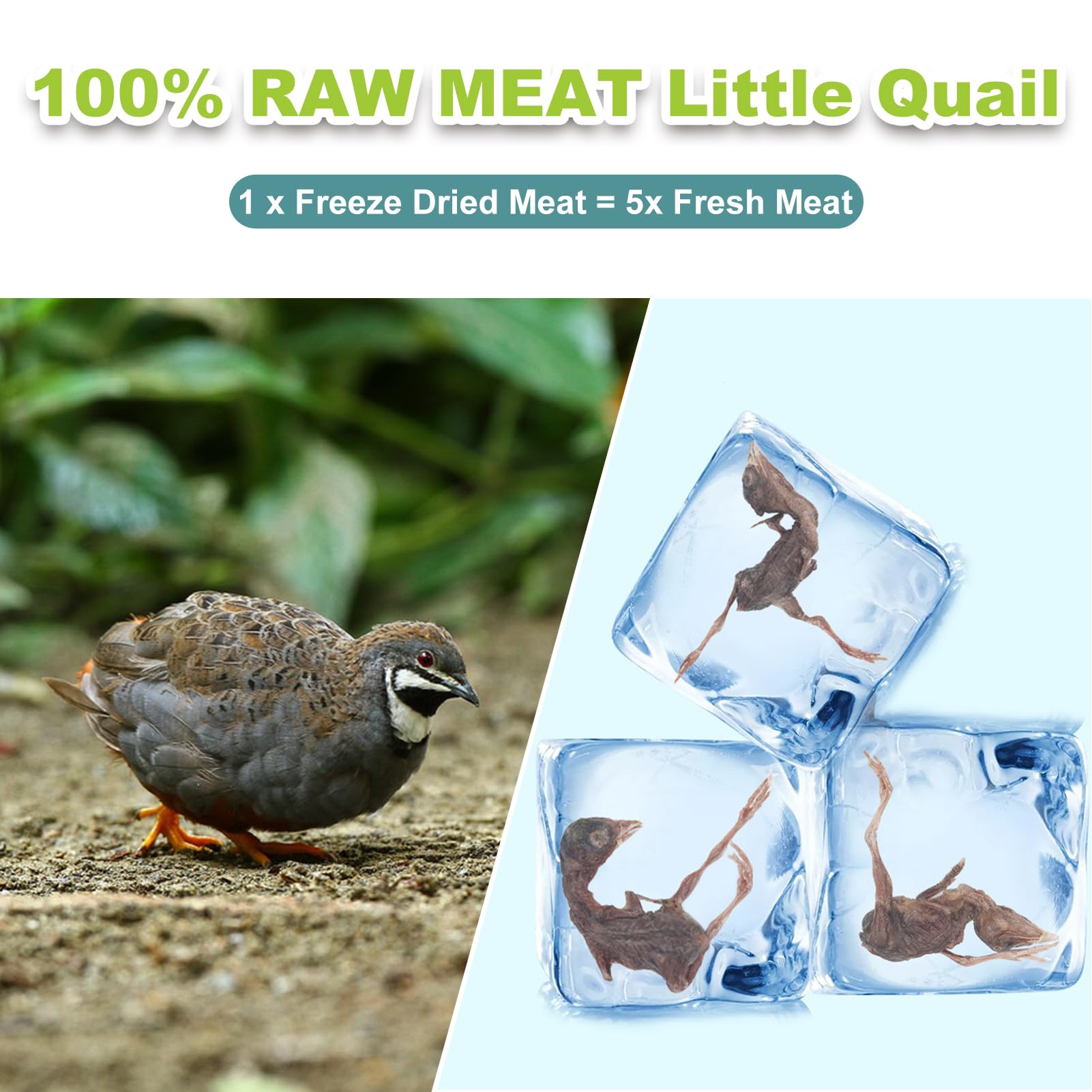 Capuca freeze-dried quail treats close-up highlighting crisp texture and real meat flavor