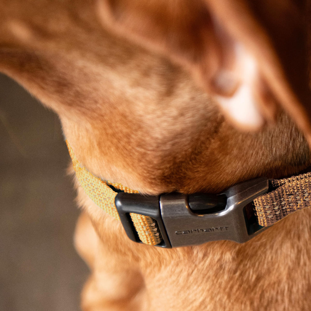 Collar Carhartt en talla L para perros grandes.