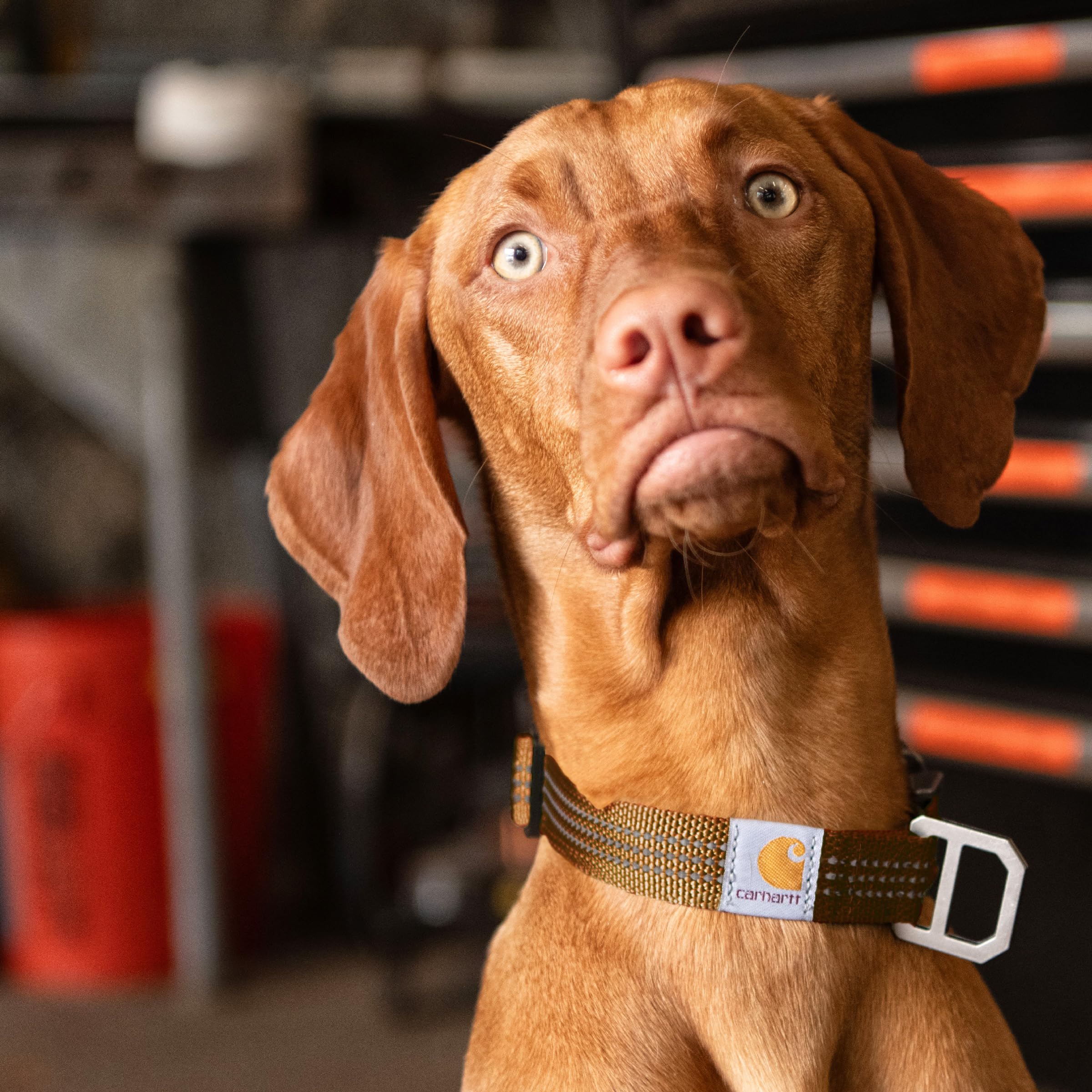 Carhartt dog collar size guide for medium to large dogs proper fit.